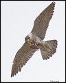 _4SB2826 peregrine falcon with prey 